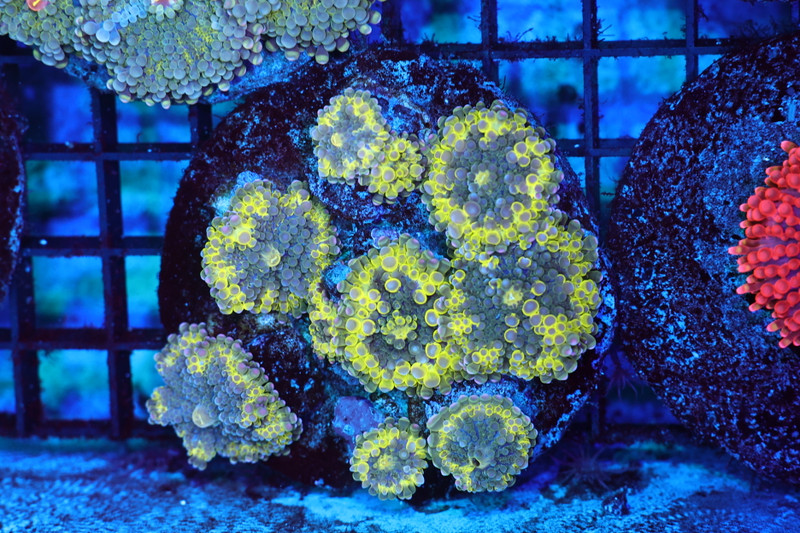 Electric Ricordea Yuma Mushroom Colony WYSIWYG A1 - SAQ Coral Farm