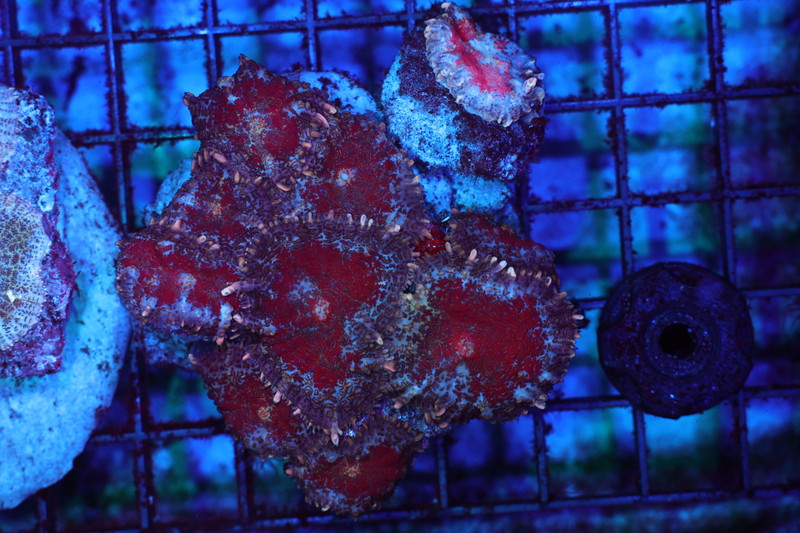 Red Rhodactis Mushroom Colony WYSIWYG - SAQ Coral Farm