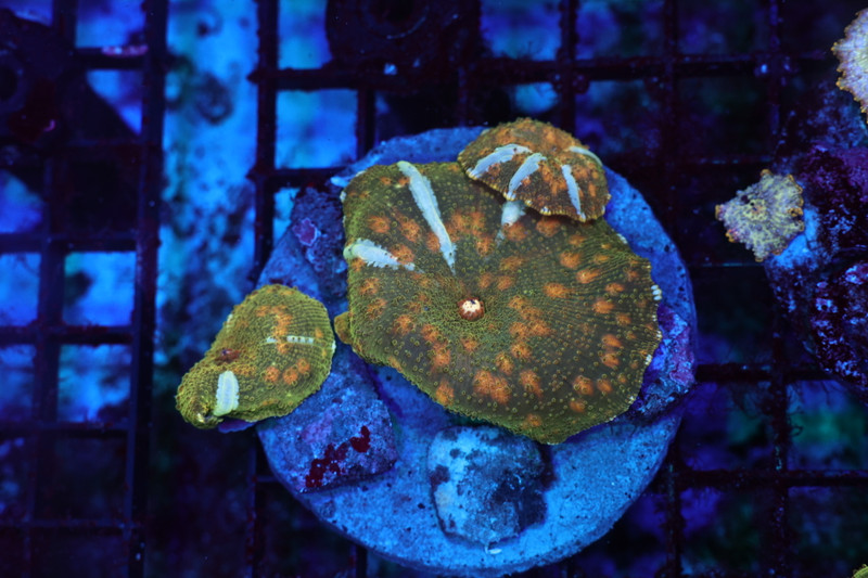 Orange Dot Shrek Disco Mushroom Colony WYSIWYG - SAQ Coral Farm