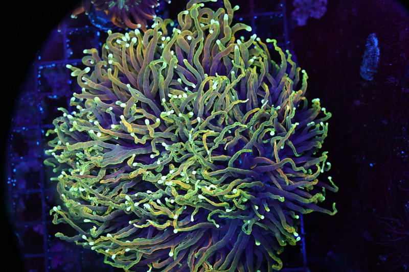 Large Dragon Soul Torch Colony WYSIWYG - SAQ Coral Farm