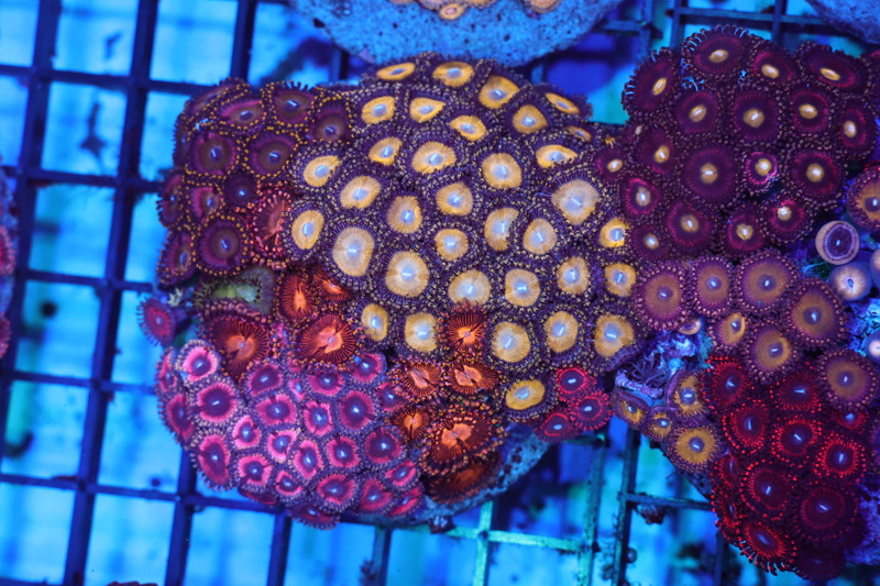 Scrambled Eggs Zoa Combo Rock WYSIWYG - SAQ Coral Farm