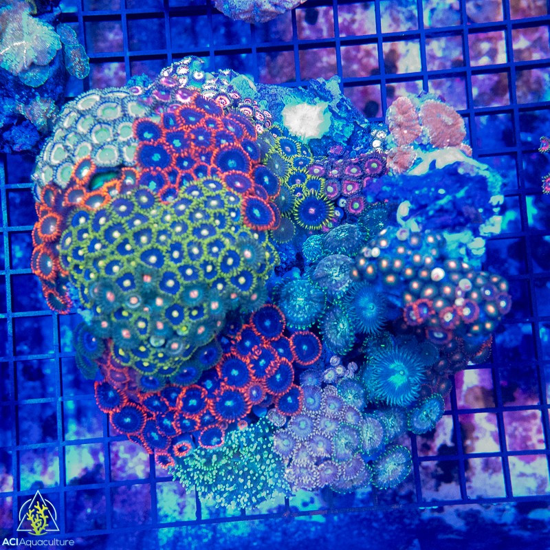 XXL Soft Coral Combo Rock WYSIWYG B5 - SAQ Coral Farm