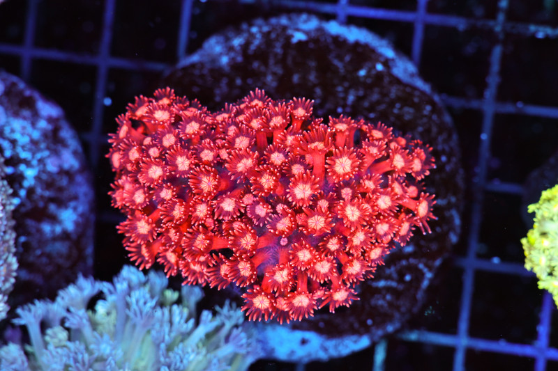 Chaotic Red Goniopora Colony WYSIWYG A1 - SAQ Coral Farm
