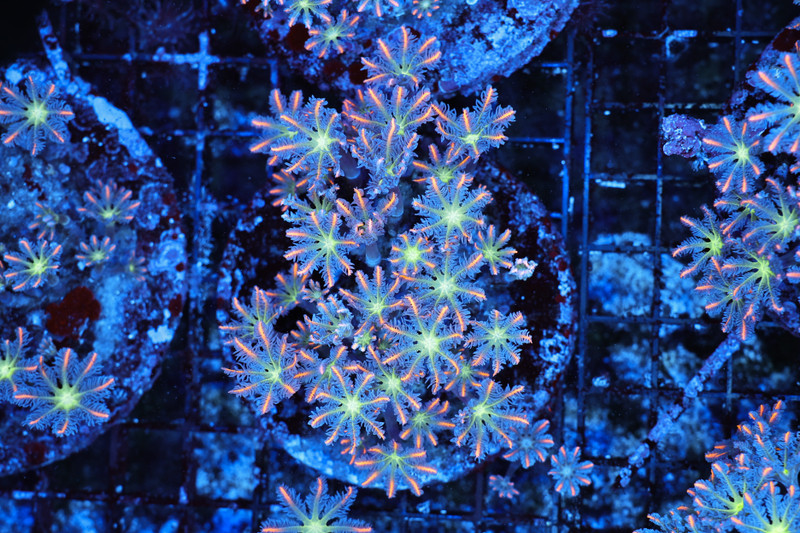Firework Clove Colony Rock WYSIWYG C4  - SAQ Coral Farm