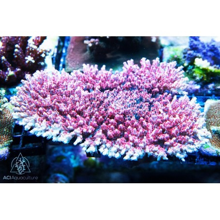 ACI Cultured Pink Panther Acropora Coral - SAQ Coral Farm