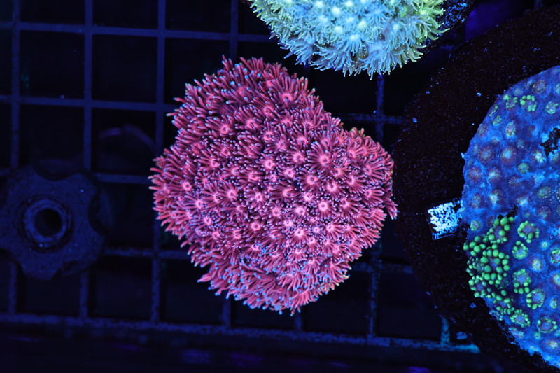 Red Goniopora Colony WYSIWYG A1 - SAQ Coral Farm