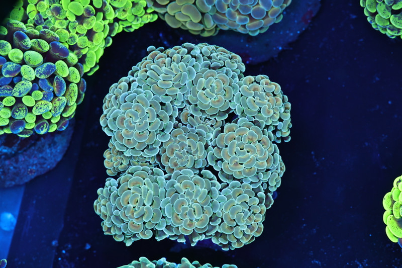 Gold Hammer Colony 12+ Heads WYSIWYG A2 - SAQ Coral Farm