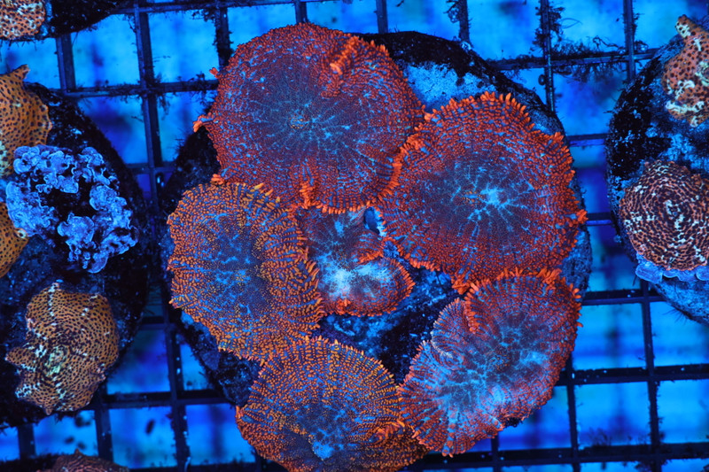 Orange Rhodactis Rock Colony WYSIWYG AA1 - SAQ Coral Farm