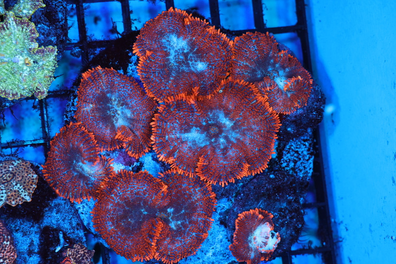 Orange Rhodactis Rock Colony WYSIWYG AA2 - SAQ Coral Farm