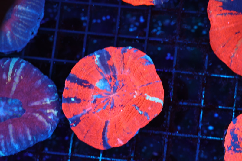 Enraged War Paint Scolymia WYSIWYG A1 - SAQ Coral Farm