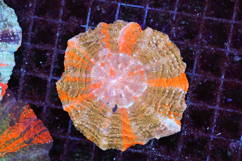 Orange Acanthophyllia Coral WYSIWYG - SAQ Coral Farm