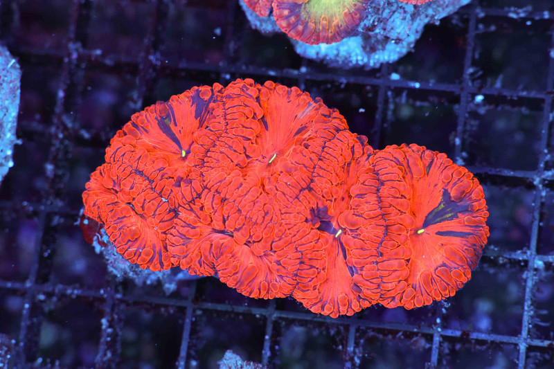Blue Streak Red Blasto Coral Colony WYSIWYG - SAQ Coral Farm