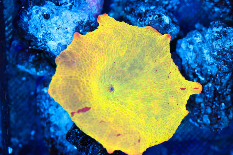 Jawbreaker Discosoma Mushroom WYSIWYG AA5 - SAQ Coral Farm