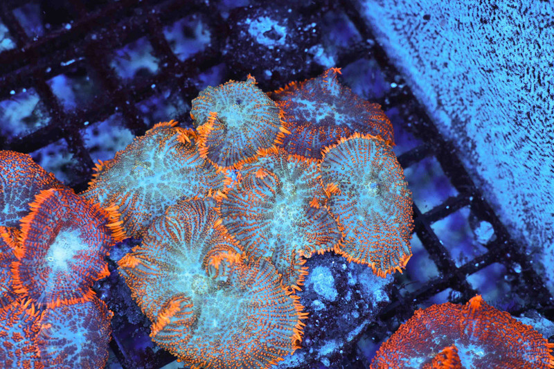 Cyan Rhodactis Mushroom Colony WYSIWYG - SAQ Coral Farm