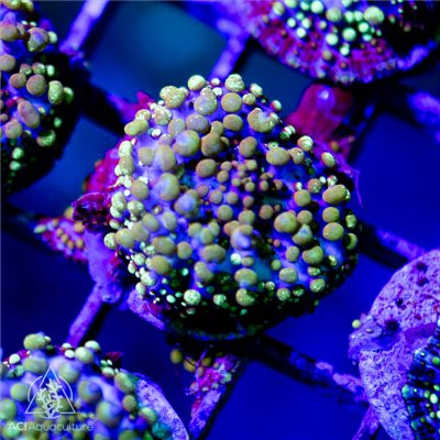 ACI Ghost Face Bounce Mushroom - SAQ Coral Farm