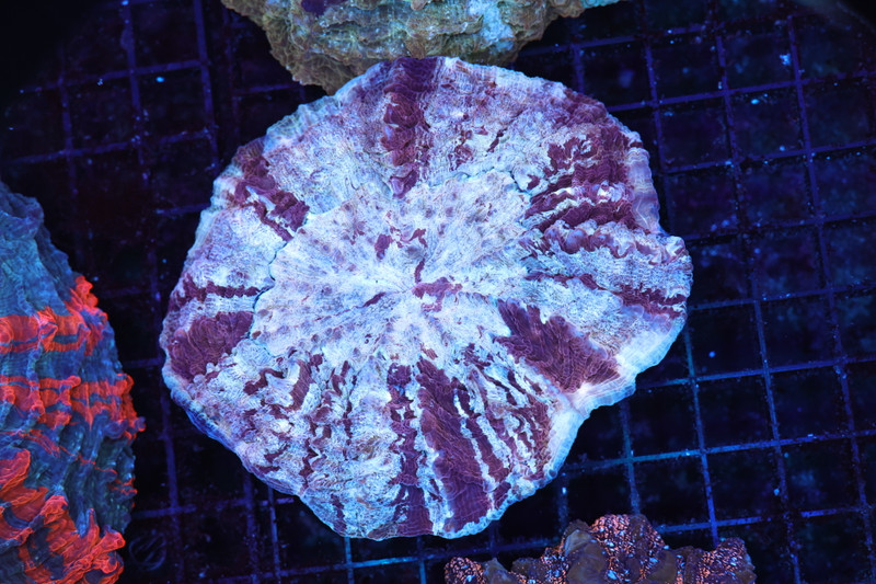 Confusion Spell Acanthophyllia WYSIWYG A1 - SAQ Coral Farm