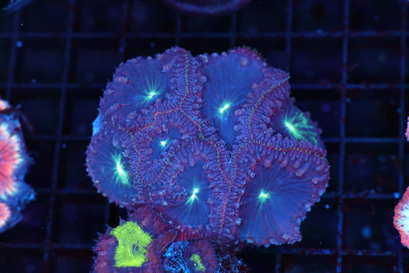 Blue Demon Blastomussa Coral WYSIWYG - SAQ Coral Farm