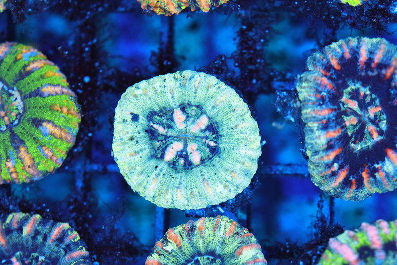 Frozen Over Button Scoly Coral WYSIWYG - SAQ Coral Farm
