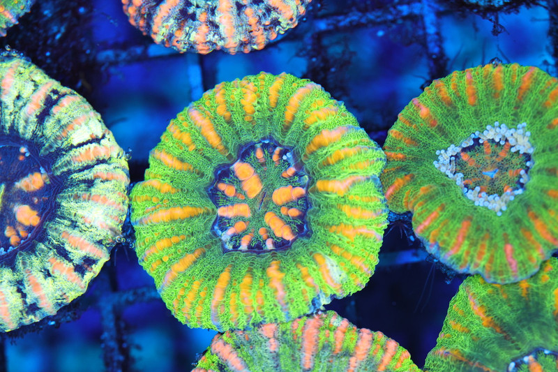 Bright Green Button Scoly Coral WYSIWYG - SAQ Coral Farm