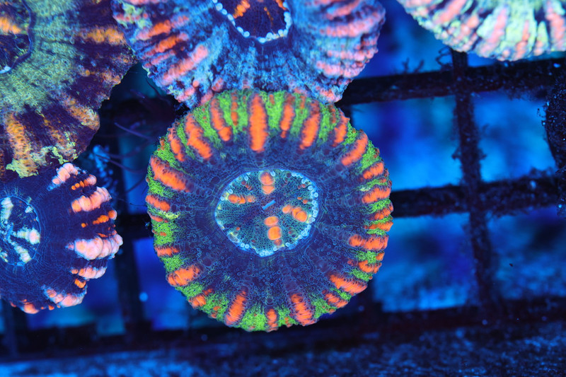 Blue Ring Green Button Scoly Coral WYSIWYG - SAQ Coral Farm