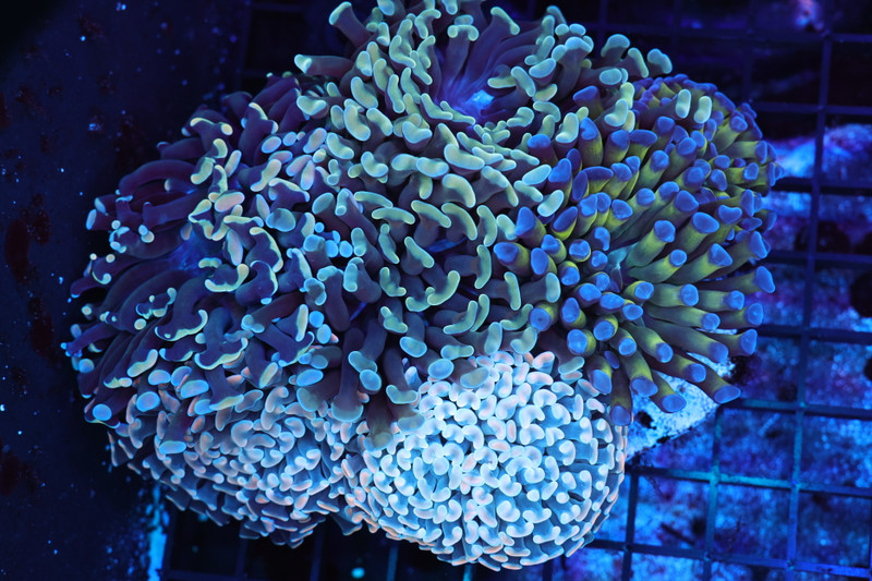 Large Hammer Garden Colony 8+ Heads WYSIWYG - SAQ Coral Farm