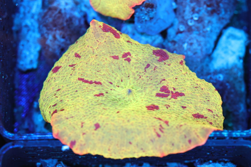 Jawbreaker Discosoma Mushroom WYSIWYG AB2 - SAQ Coral Farm