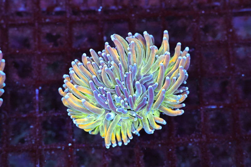 Rainbow Sherbet Torch Coral WYSIWYG - SAQ Coral Farm