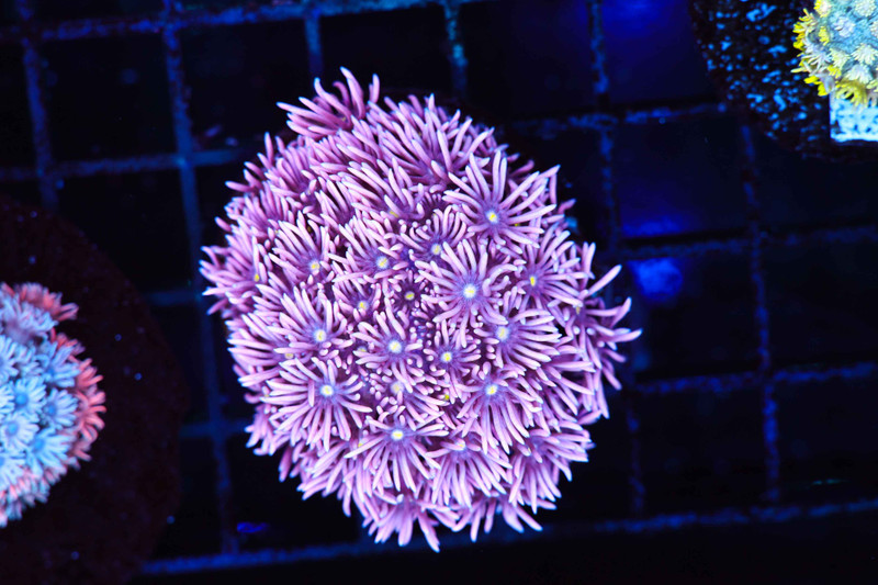 Bubblegum Goniopora Coral WYSIWYG - SAQ Coral Farm