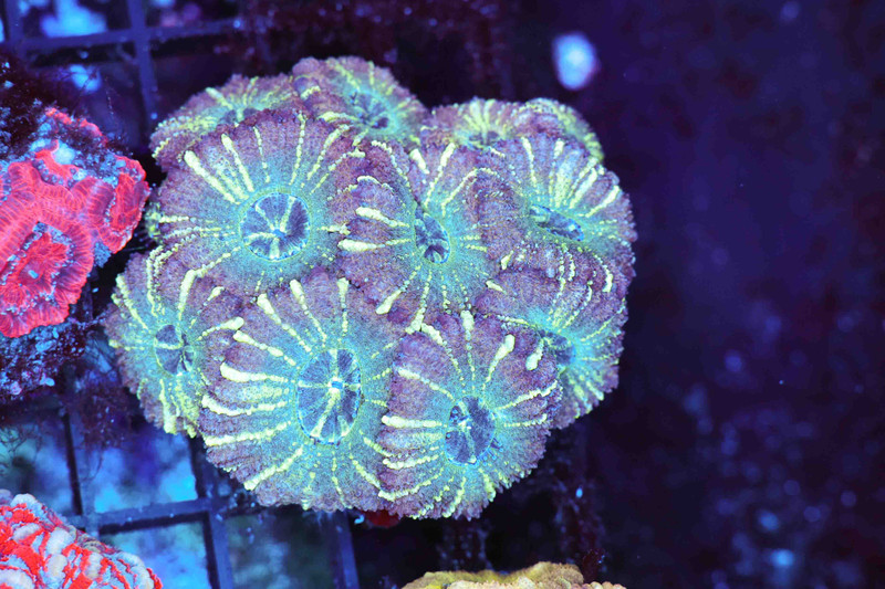 Confusion Asian Acan WYSIWYG - SAQ Coral Farm