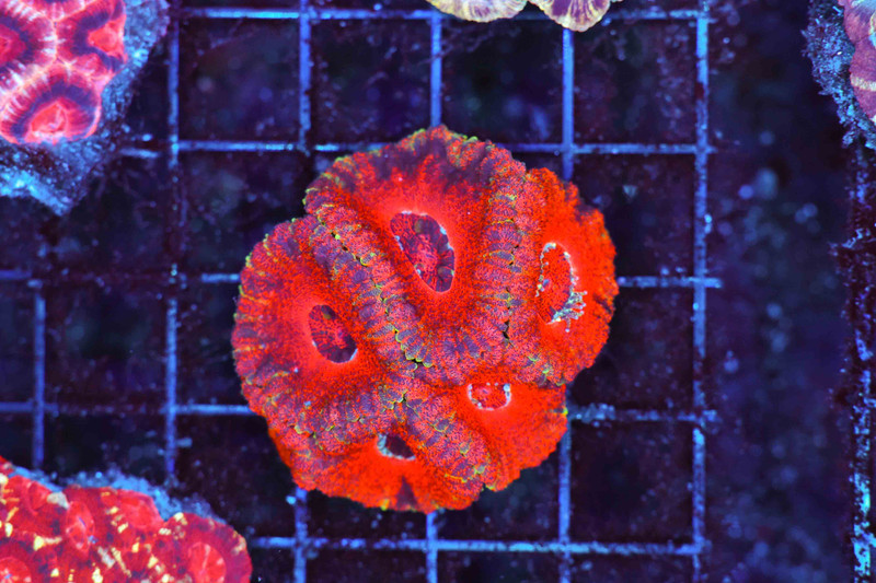Midas Rage Asian Acan WYSIWYG - SAQ Coral Farm