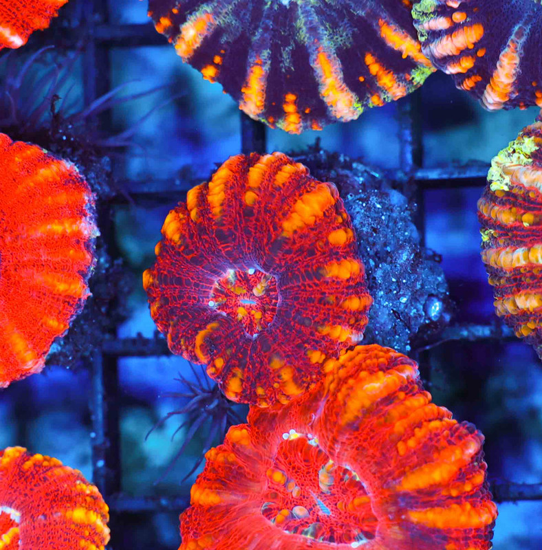 Molten Magma Button Scoly WYSIWYG - SAQ Coral Farm