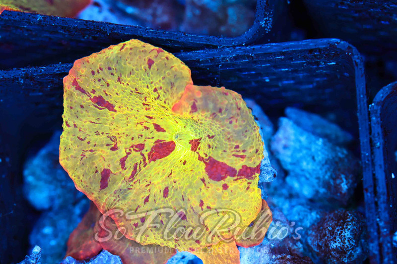 Jawbreaker Discosoma Mushroom WYSIWYG C1 - SAQ Coral Farm