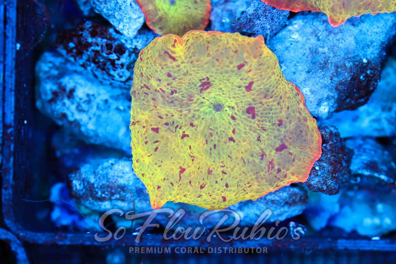 Jawbreaker Discosoma Mushroom WYSIWYG C2 - SAQ Coral Farm