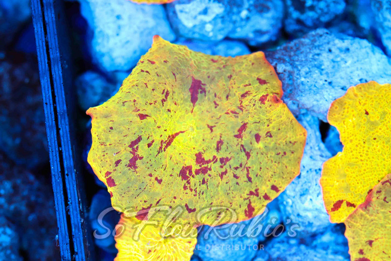 Jawbreaker Discosoma Mushroom WYSIWYG C3 - SAQ Coral Farm