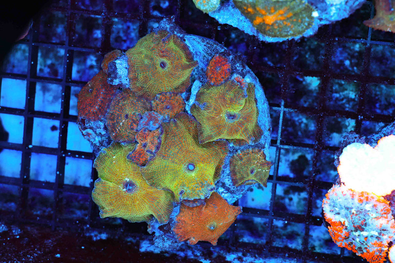 Discosoma Mushroom Colony Rock WYSIWYG A2 - SAQ Coral Farm