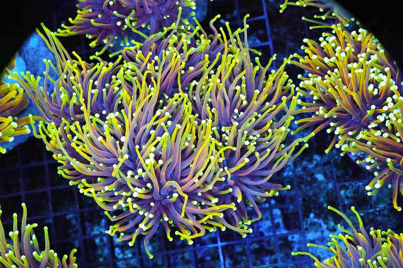 Ignited Dragon Soul Torch Colony WYSIWYG A1 - SAQ Coral Farm