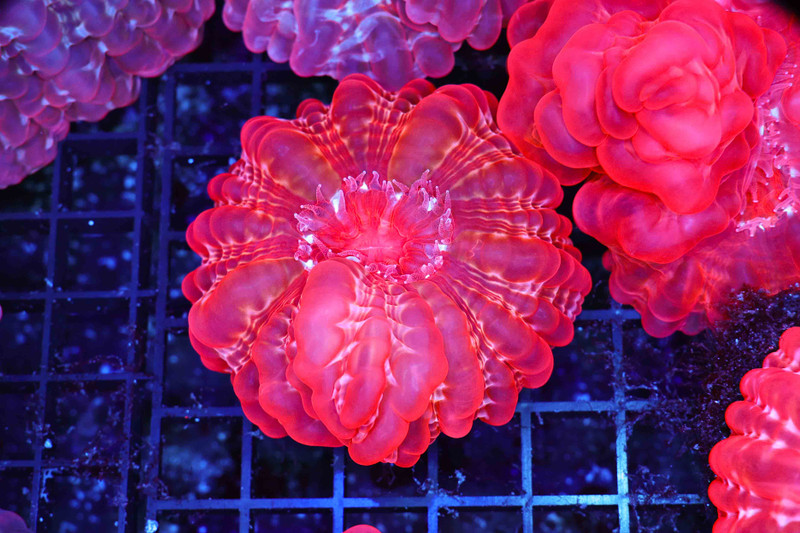 Rose Cynarina WYSIWYG - SAQ Coral Farm