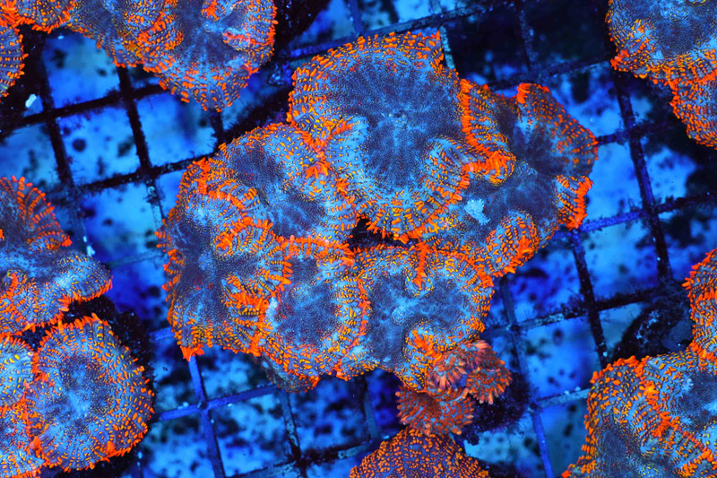 Orange Rhodactis Mushroom Colony WYSIWYG - SAQ Coral Farm