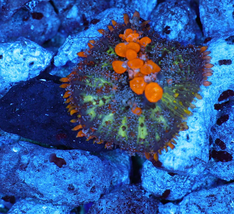 Sunkissed Bounce Mushroom WYSIWYG - SAQ Coral Farm