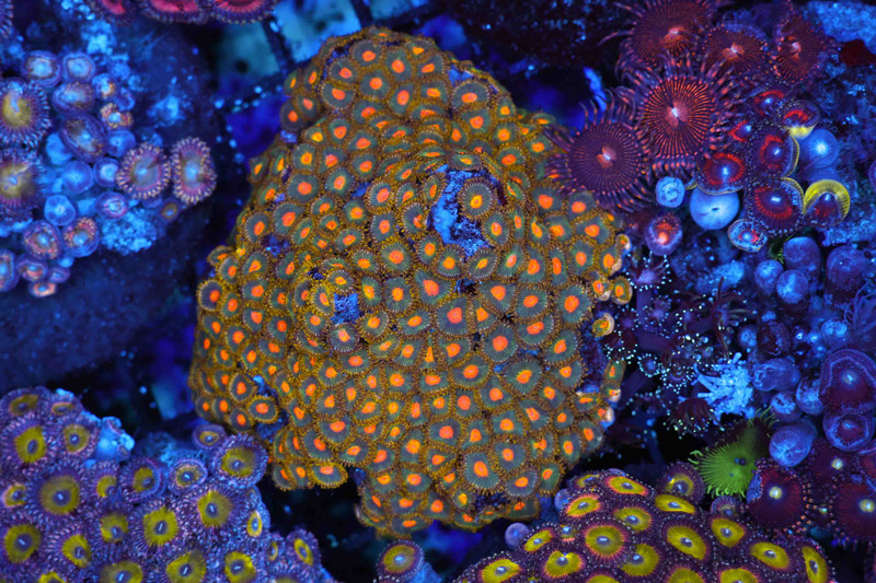 Zoanthid Orange Dot Colony WYSIWYG - SAQ Coral Farm