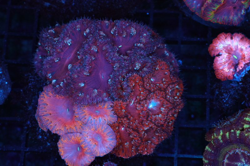 Blastomusa Garden Colony WYSIWYG - SAQ Coral Farm