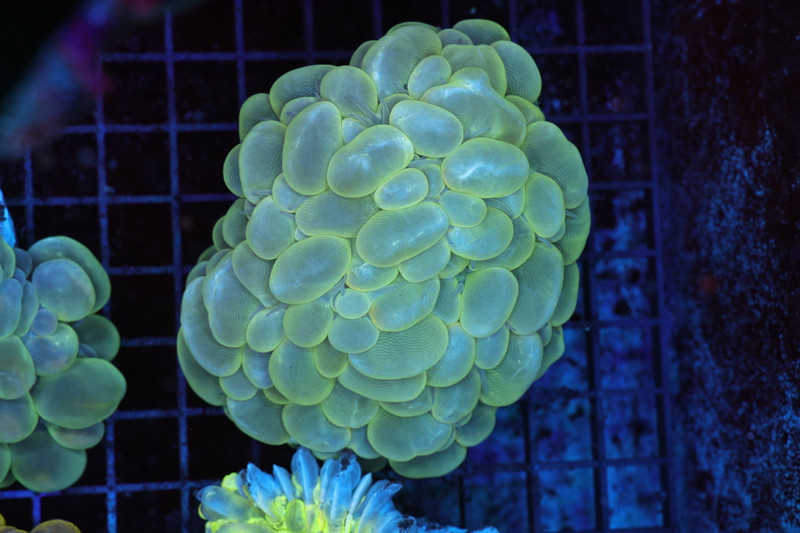 Teal Green Bubble Coral WYSIWYG - SAQ Coral Farm