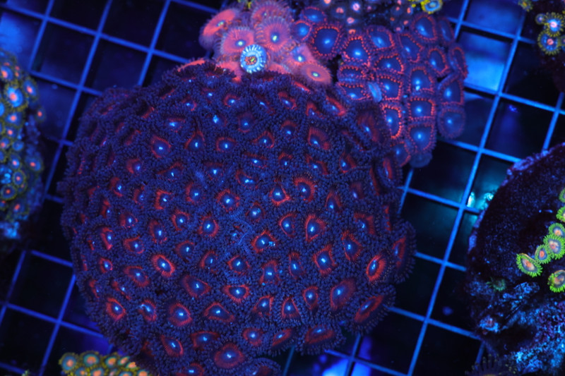 Red And Purple Zoa Colony Rock WYSIWYG - SAQ Coral Farm