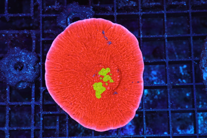 WWC Graphted Montipora Colony WYSIWYG - SAQ Coral Farm