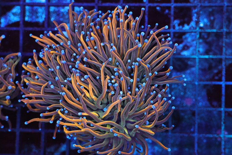 Gold Crocodile Torch Coral WYSIWYG - SAQ Coral Farm