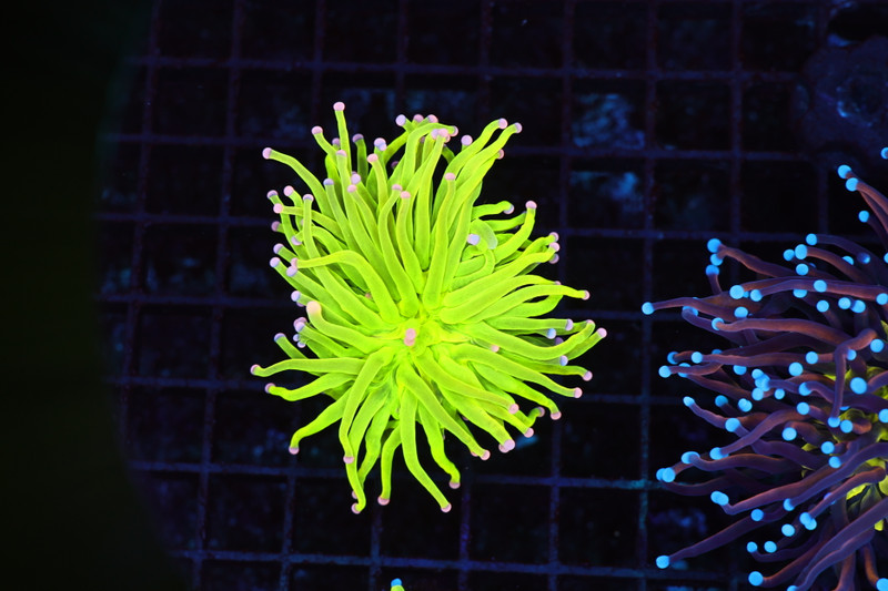 ULTRA Holy Grail Torch Coral WYSIWYG - SAQ Coral Farm