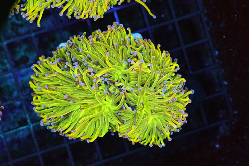 ULTRA Holy Grail Torch Coral Colony 3+ Heads WYSIWYG - SAQ Coral Farm