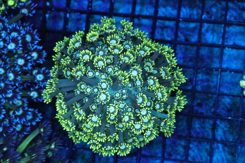 Green Goniopora Colony WYSIWYG - SAQ Coral Farm