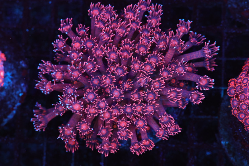 Pink And Red Goniopora Colony WYSIWYG - SAQ Coral Farm