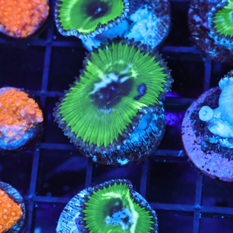 WWC Green Grandis Palythoa - SAQ Coral Farm